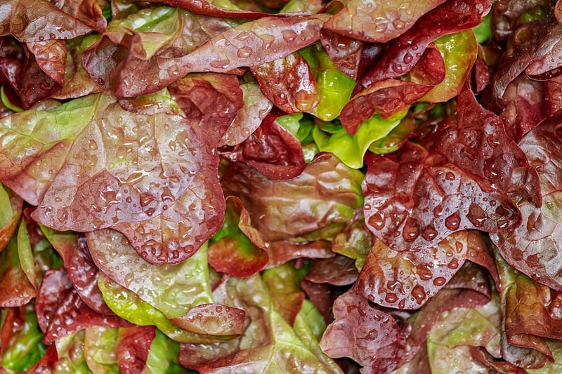 Culinary Fusion Salad